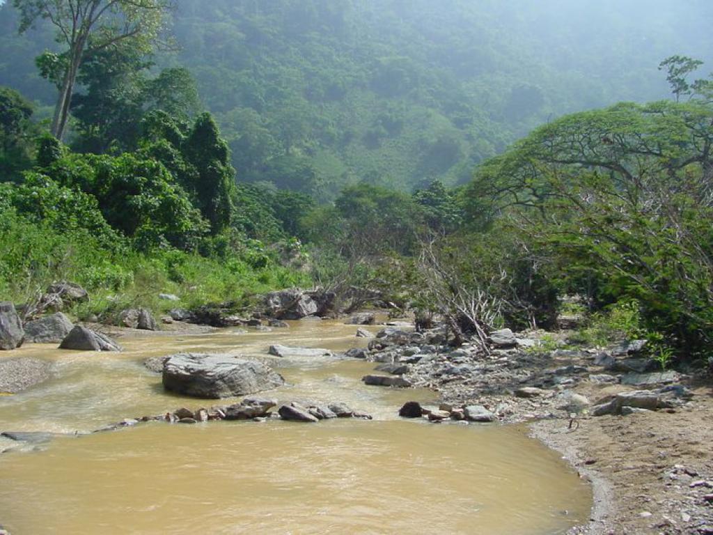 Callichthys callichthys (Каллихтис) ВСЕ О ПРЕСНОВОДНЫХ РЫБАХ