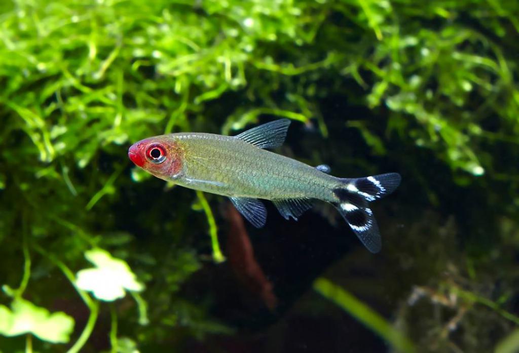 Hemigrammus rhodostomus (Тетра родостомус) | ВСЕ О ПРЕСНОВОДНЫХ РЫБАХ