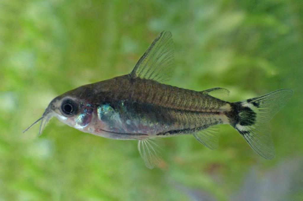 Corydoras hastatus (Сомикворобей) ВСЕ О ПРЕСНОВОДНЫХ РЫБАХ
