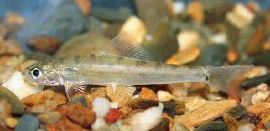 Ellopostoma mystax