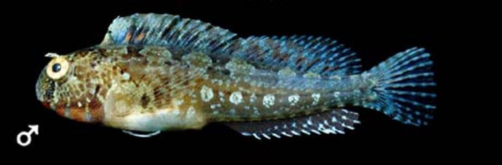 Hypsoblennius gentilis (Собачка гентилис) ВСЕ О ПРЕСНОВОДНЫХ РЫБАХ