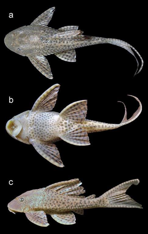 Hypostomus boulengeri (Гипостомус буланже) ВСЕ О ПРЕСНОВОДНЫХ РЫБАХ