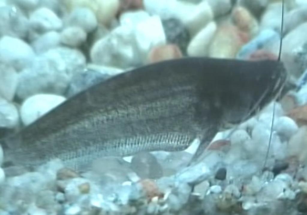 Kryptopterus paraschilbeides (Криптоптерус парашильбовый) ВСЕ О