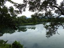 Биотоп обитания вида. Photo by Fredy Nugra Salazar. Печатается с разрешения автора