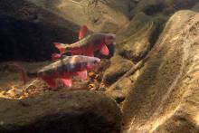 L.cerasinus in the wild. Foto by David A Neely