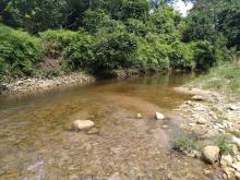 Биотоп обитания вида. Photo by Lim Teow Yeong.