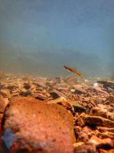 N.denisoni. Photo by Fishploer.com Печатается с разрешения