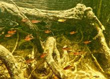 H.eques in the wild. Photo by Tai Strietman. Печатается с разрешения автора
