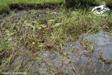 Биотоп обитания вида. Photo by Gregory Quartarollo. https://www.facebook.com/guyanewildfish/