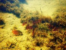 T.fasciata in the wild. Photo by Shankar Balasubramian. Печатается с разрешения автора