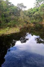 Биотоп обитания вида. Photo by Fredy Nugra Salazar. Печатается с разрешения автора