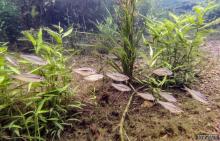 N.erebi in the nature. Photo by Jason Sulda