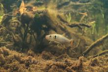 A.falcatus in the nature. Photo by Ivan Mikolji. Печатается с разрешения автора