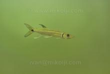 A.microlepis in the wild. Photo by Ivan Mikolji. Печатается с разрешения автора