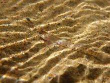 A.pellidus in the nature. Foto by David A Neely