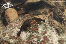 A.hologenys in the wild. Photo by Gregory Quartarollo. Печатается с разрешения