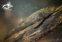 A. aff. hologenys in the nature. Photo by Sabrina Monnd. Печатается с разоешения