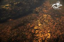 A.temminckii in the wild. Photo by  https://www.facebook.com/guyanewildfish/. Печатается с разрешения