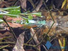 A.lineatus in the nature. Fishplore.com. Печатается с разрешения