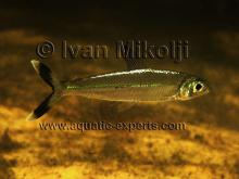 A.longiceps in the nature. Photo by Ivan Mikolji. Печатается с разрешения автора
