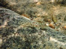 A.ocellaris in the wild. Photo by Steve Sun