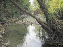 Биотоп обитания вида. Photo from www.littofauna.org
