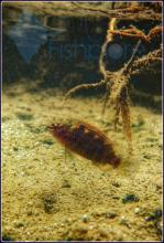 B.badis in the wild. Fishploer.com. Печатается с разрешения