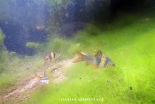 P.laterestriga in the wild. Foto by Ton Eakapan. Печатается с разрешения автора