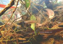 B.splendes in the wild. Foto by Ton Eakapan