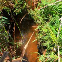 Биотоп обитания вида. Photo from www.mindat.com