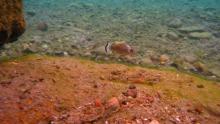 C.nazas in the nature. Photo by inaturalist.guatemala