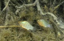 C.riverendi in the nature. Photo by www.inaturalist.au