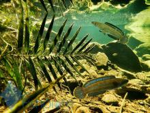C.gachua in the wild. Fishplore.com Печатается с разрешения