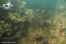 Chilodus zunevei in the wild. Photo by Gregory Quartarollo