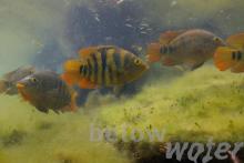 M.urophthalmus in the wild. Photo by Oliver Lucanus. Печатается с разрешения автора
