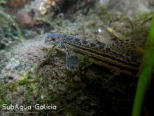 C.palucida in the nature. Photo by Adrian Pedeira & Gabriel Lama. Печатается с разрешения