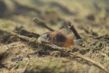 C.aeneus in the wild. Foto by Ivan Micolji. Печатается с разрешения автора