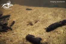 C. aff. trilineatus in the wild. Photo by Gregory Quartarollo. Печатается с разрешения