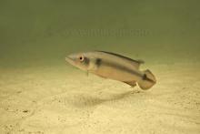 Crenicichla lugubris. Foto by Ivan Mikolji