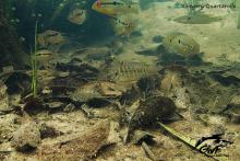 C.saxatilis в компании Clethracara maronii, Satanoperca rhynchitis и Cichlasoma bimaculatum. Photo by Gregory Quartarollo