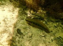 C.semifasciata in the wild. Photo by Tai Strietman. Печатается с разрешения автора