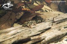 C.platystoma in the wild. Photo by Gregory Quartarollo. Печатается с разрешения ассоциации