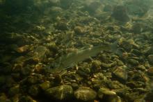 Culter alburnus in the wild. Photo by Steve Sun
