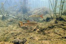 C.apogon in the wild. Photo by Ton Eakapan