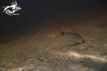 C.helleri in the nature. Photo by Photo by https://www.facebook.com/guyanewildfish/. Печатается с разрешения