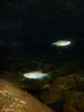 D.dangila in the wild. Photo by Shankar Balasubramanian. Печатается с разрешения автора