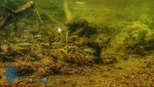D.rerio in the wild. Fishplore.com Печатается с разрешения