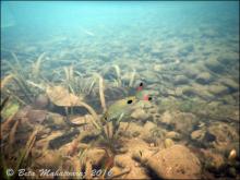 D.filamentosa in the wild. Photo by Beta Mahatvaraj. Печатается с разрешения автора