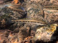 E.dissimilis in the wild. Photo by Derek Wheaton