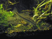 E.oblongus in the aquarium. Photo by Derek Wheaton. 